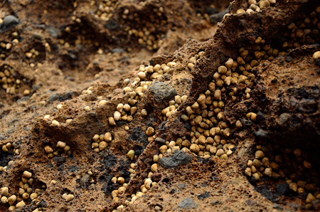 Rock with many small sea snails at low tideの写真素材