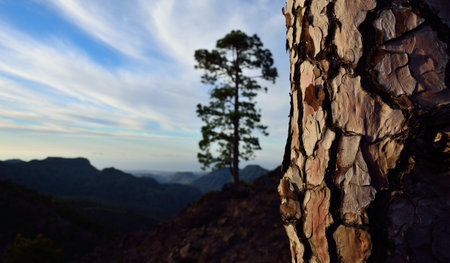 Pine stem in foreground and landscape out of focus, natural park of Pilancones, Canary islands