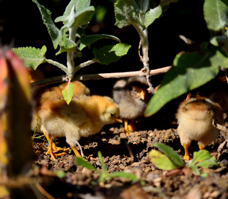Little chicks several days old walking among the bushesの写真素材