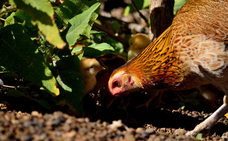 Hen with the chicks between the plants and looking for small insects to eatの写真素材