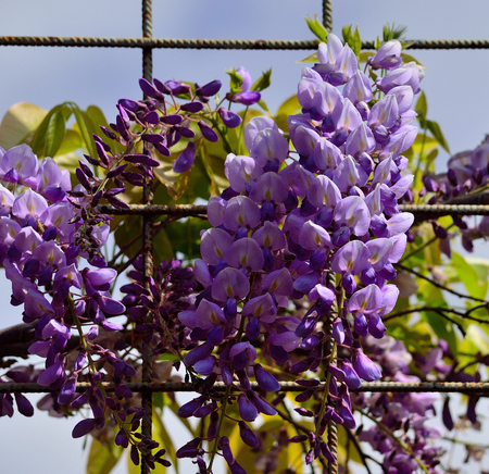 Wisteria, colorful clusters of flowers between the rods of a metal fenceの写真素材