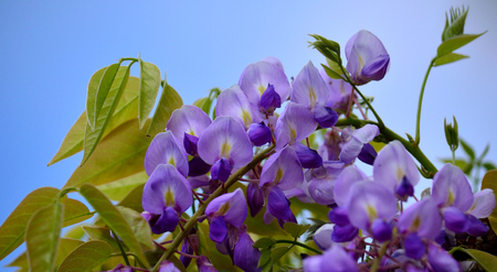 Pink and purple flowers of Wisteria, green leaves and sky backgroundの写真素材