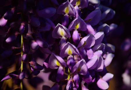 Closeup of beautiful pink flowers of Wisteria in full splendorの写真素材
