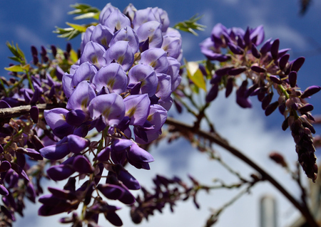 Cluster with beautiful purple flowers in foreground and blurred background, Wisteriaの写真素材