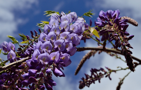Wisteria with splendid clusters and beautiful purple flowers in foregroundの写真素材
