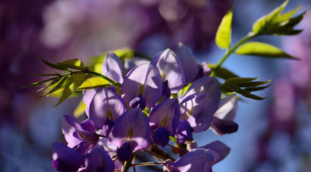 Wisteria flowers in foreground, green leaves and blurred backgroundの写真素材