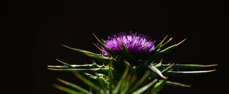 Splendid flower head of milk thistle, in foreground and black backgroundの写真素材