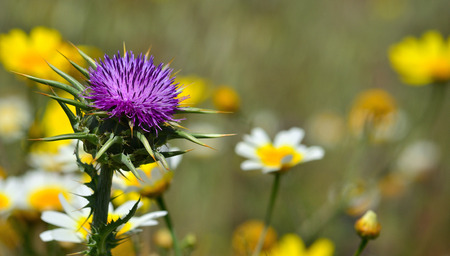 Beautiful milk thistle flower in foreground and daisies in blurred backgroundの写真素材