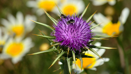 Milk thistle flower with insects and daisies out of focus in the backgroundの写真素材