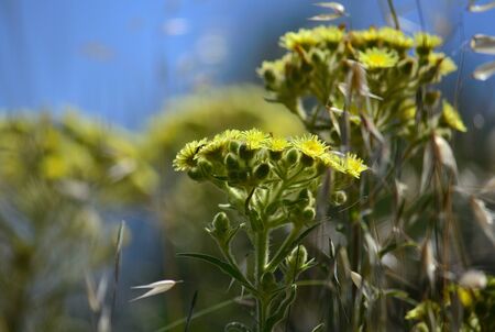 Plants of Senecio in full bloom in the middle of the meadowの写真素材