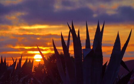 Backlit agave plants in foreground and covered sky with sun among clouds at dawnの写真素材