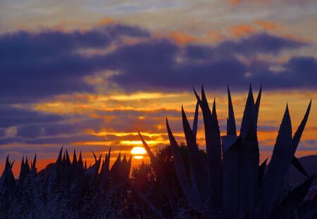 Amazing dawn with covered sky, sun among clouds and agave plants in foregroundの写真素材