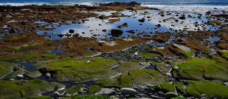 Colorful coast with water puddles at low tide, stones and algae on the rocks
