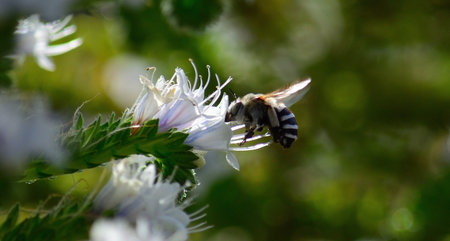 Black and white bee sipping nectar inside small flowers of Tajinaste, Canary Islands