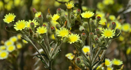 Wild plant of Senecio with many yellow flowers in foreground