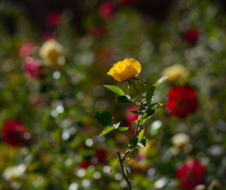 Isolated yellow rose in the middle of the garden with blurred flower backgroundの写真素材
