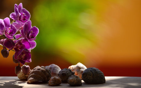 Set of seashells and beautiful orchid flowers with colorful blurred background
