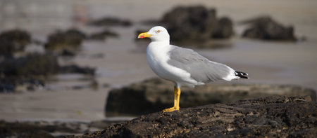 Beautiful seagull in foreground on a rock of the beach at low tide