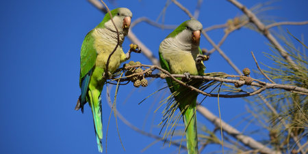Parakeets eating fruit on a branch of Casuarina tree and blue sky in the background
