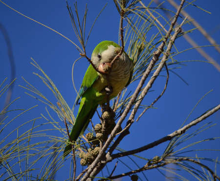 Parakeet among the branches of the Casuarina tree eating the small fruitsの写真素材