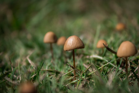 Photo of magic little brown mushroom in the meadow