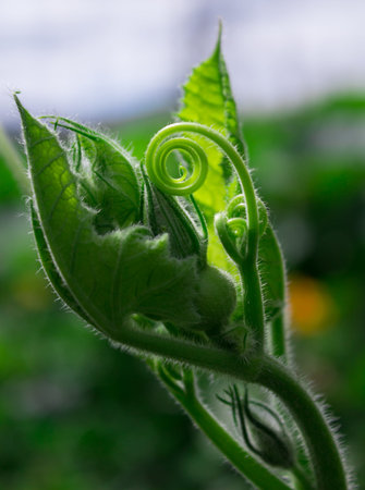 Photo of young pumpkin plant budsの写真素材
