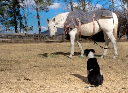 Photo of eating white horse in paddock looking at Border Collie puppyの写真素材