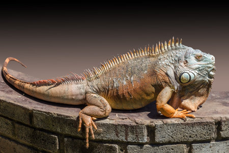 Reddish Colored Green Iguana basking on a wallの写真素材