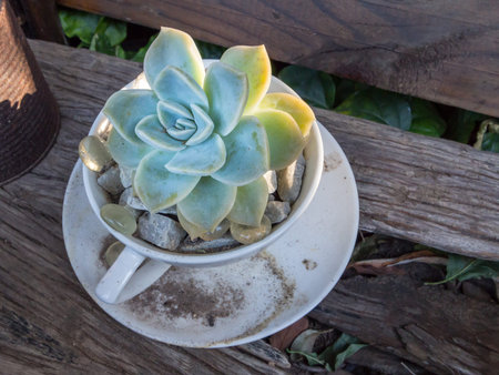 Small succulent plant in teacup with glass pebbles in garden close upの写真素材