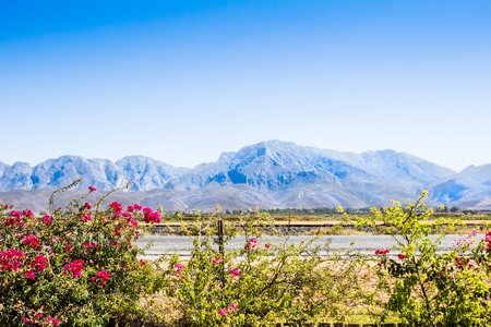 Bougainvillea plant in flowers on barbed wire fence next to highway and train track near Worcester in Western Cape South Africaの写真素材