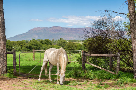 White horse grazing near meadow gate on a farm in Eastern Cape South Africaの写真素材