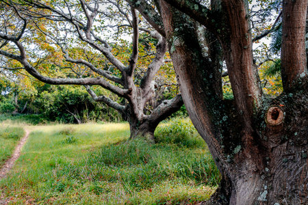 Trees in a park with path - old majestic tree with gnarly branches in green field - beautiful tree...