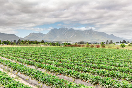 Strawberry plants in field near George in South Africa