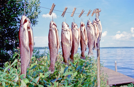 fish on the line