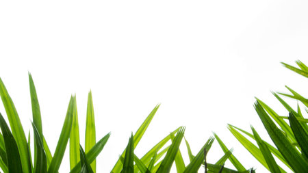 End of leaf of Lady Palm with white background.