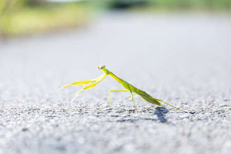 I found a camera-eyed mantis in the middle of the road! While strolling, I found a mantis in the middle of the road. When you try to take a picture, look at the camera!の写真素材