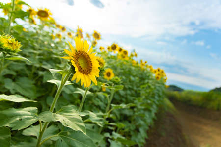A characteristic of summer, a sunflower field that spreads beautifully Sunflower fields in full bloom every August and clouds that remind us of midsummer are only at this time! It bloomed beautifully again this year!の写真素材