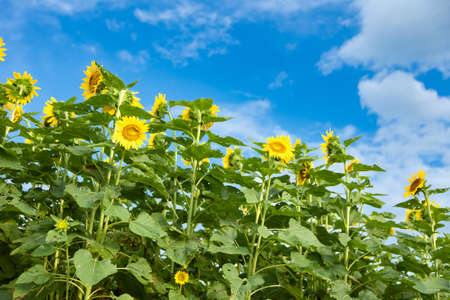 A characteristic of summer, a sunflower field that spreads beautifully Sunflower fields in full bloom every August and clouds that remind us of midsummer are only at this time! It bloomed beautifully again this year!の写真素材