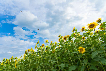 A characteristic of summer, a sunflower field that spreads beautifully Sunflower fields in full bloom every August and clouds that remind us of midsummer are only at this time! It bloomed beautifully again this year!の写真素材