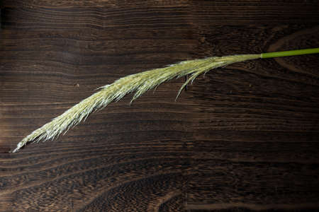 Freshly harvested pampas grass
It is a pampas glass that is peeled off as soon as it is cut.
From here we will make dried flowersの写真素材