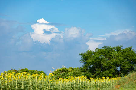 A characteristic of summer, a sunflower field that spreads beautifully Sunflower fields in full bloom every August and clouds that remind us of midsummer are only at this time! It bloomed beautifully again this year!の写真素材
