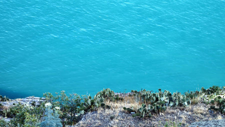 cacti growing on the side of the seaの写真素材