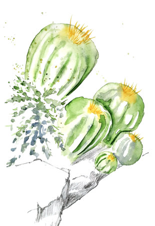 watercolor drawing of cacti. template for postcardの写真素材