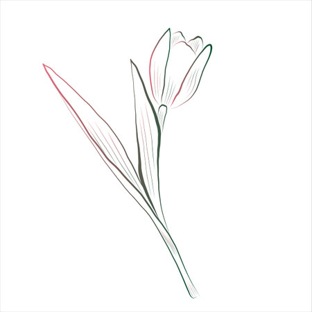 Line drawing of a tulip flower. Minimalistic vector illustration.のイラスト素材