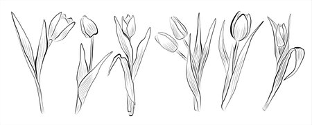 Set of linear drawings of tulip flowers. Minimalistic vector illustration.のイラスト素材