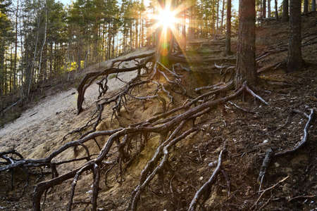Sunset in the forest the Sun peeks out from behind the pine rootsの写真素材