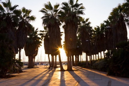 The silhouettes of Palm trees at sunset on the beach of Tel Avivの写真素材
