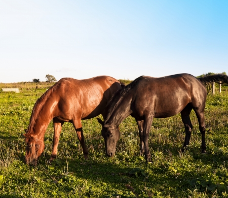 Two horses graze in a field on a sunny dayの写真素材