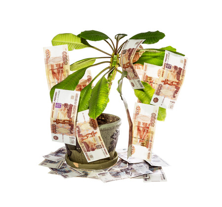 Decorative tree with cash notes on branches on a white backgroundの写真素材