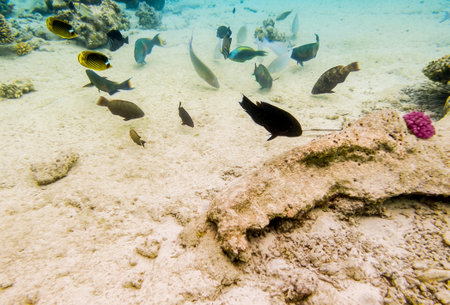 Colorful fish swim on a coral reef in the Red Sea in Egypt